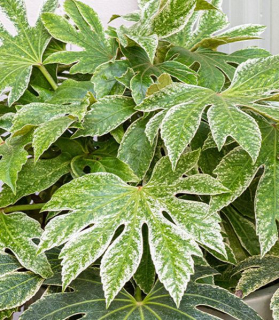 Fatsia japonica 'Spider's Web'. extra 